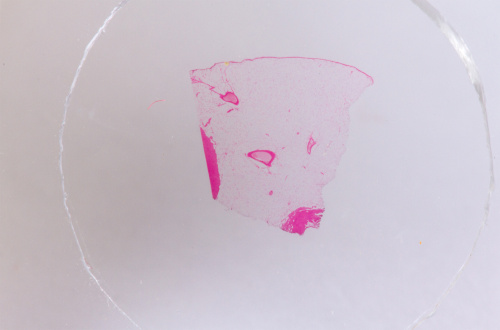 Набор микропрепаратов Konus 25: «Клетки и ткани животных» фото 7